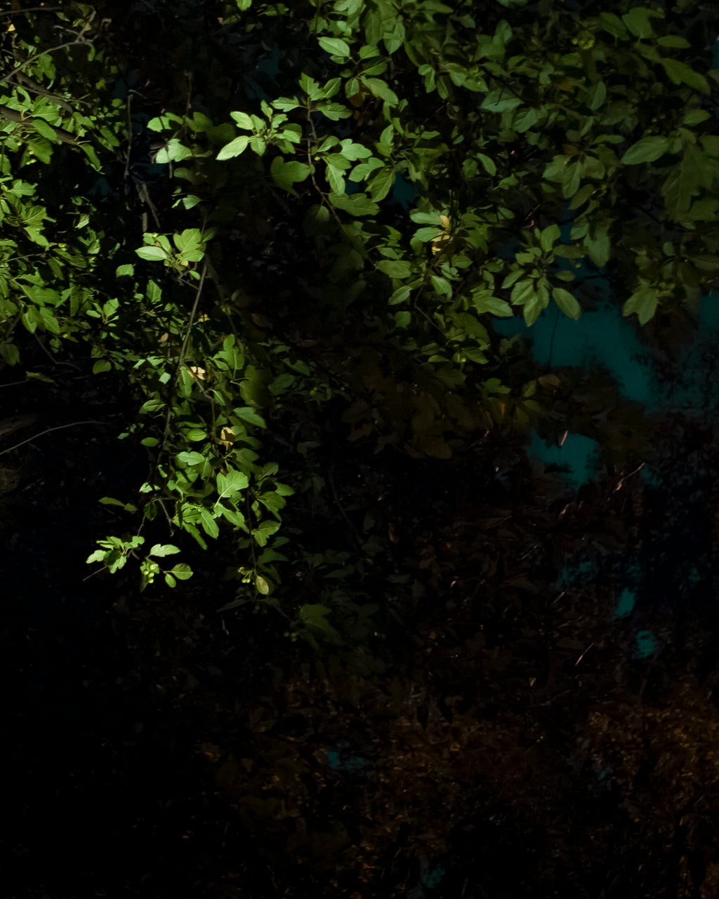 Photography by Anna Beeke titled "Midnight in the Garden #1" - 5.