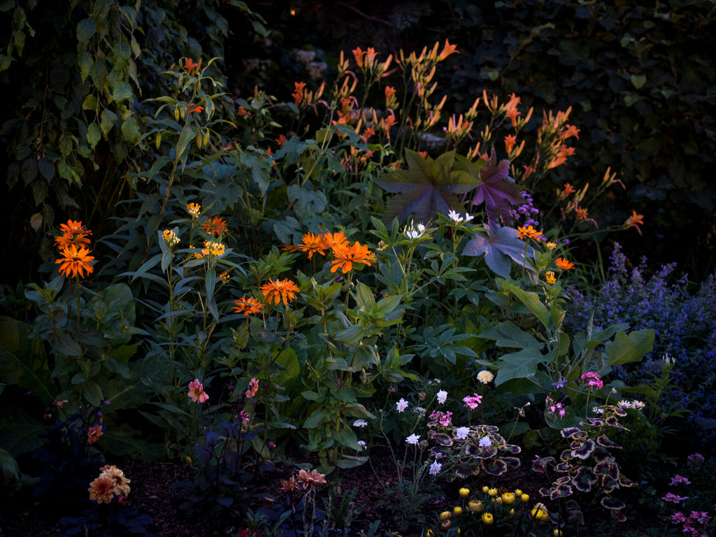 Photography by Anna Beeke titled "Midnight in the Garden #212" - 2.