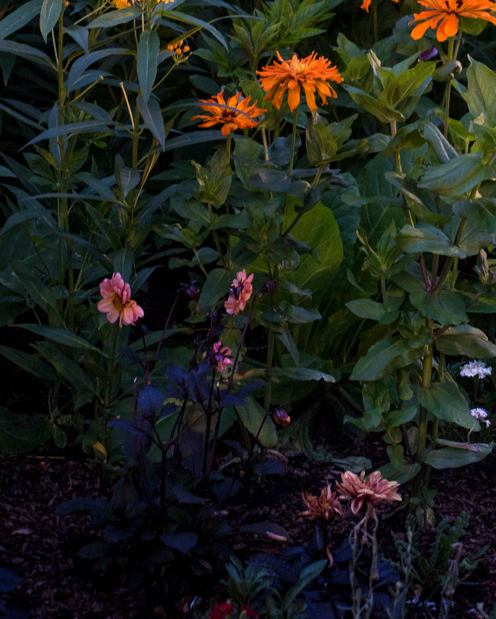 Photography by Anna Beeke titled "Midnight in the Garden #212" - 5.
