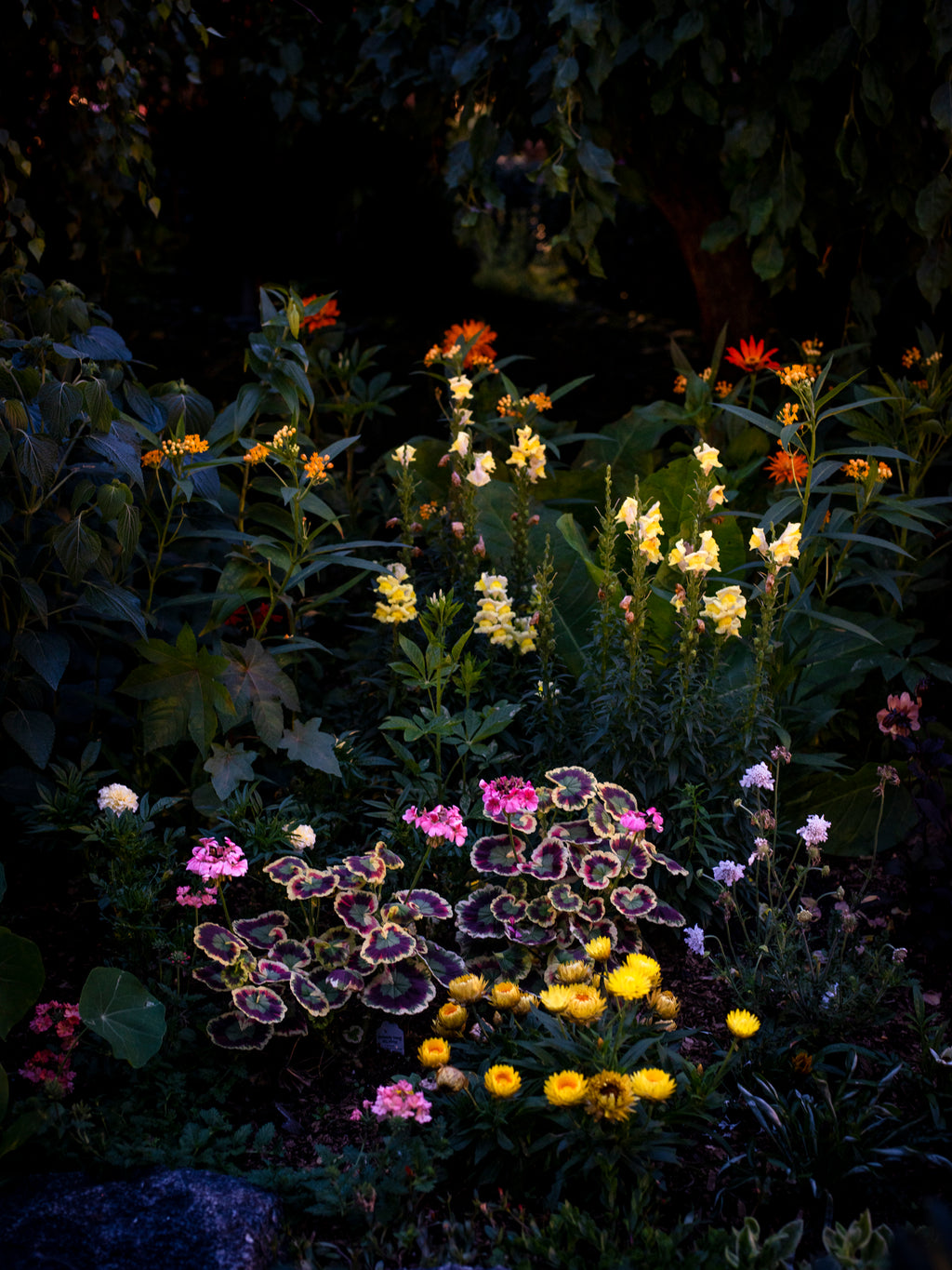 Photography by Anna Beeke titled "Midnight in the Garden #213" - 2.