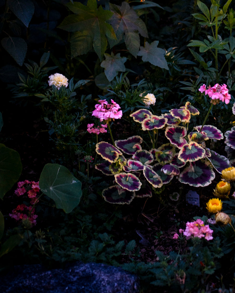 Photography by Anna Beeke titled "Midnight in the Garden #213" - 5.