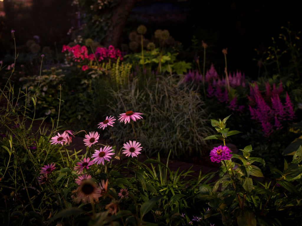 Photography by Anna Beeke titled "Midnight in the Garden #223" - 2.