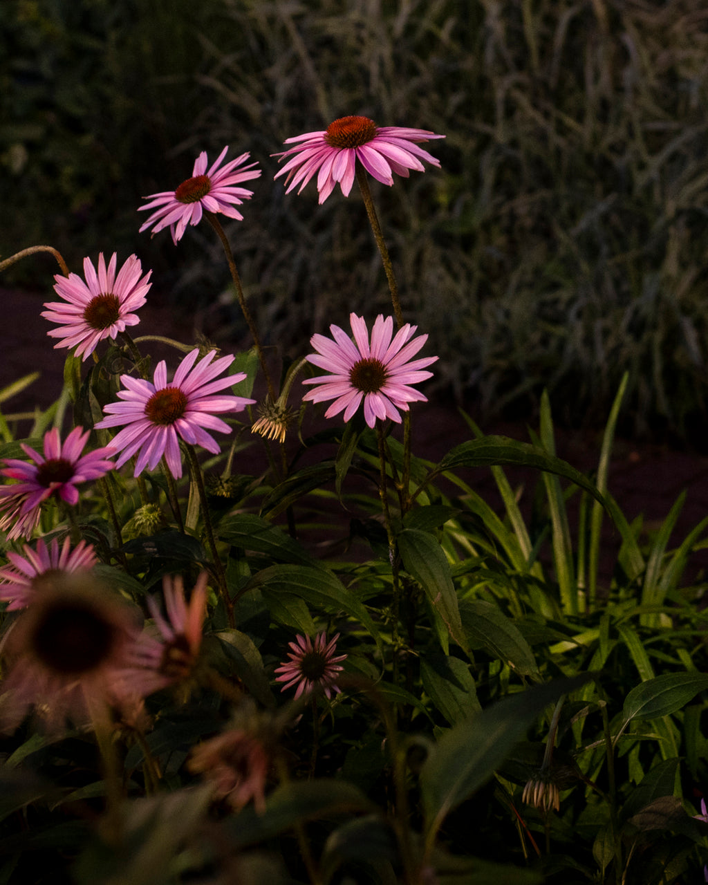 Photography by Anna Beeke titled "Midnight in the Garden #223" - 5.
