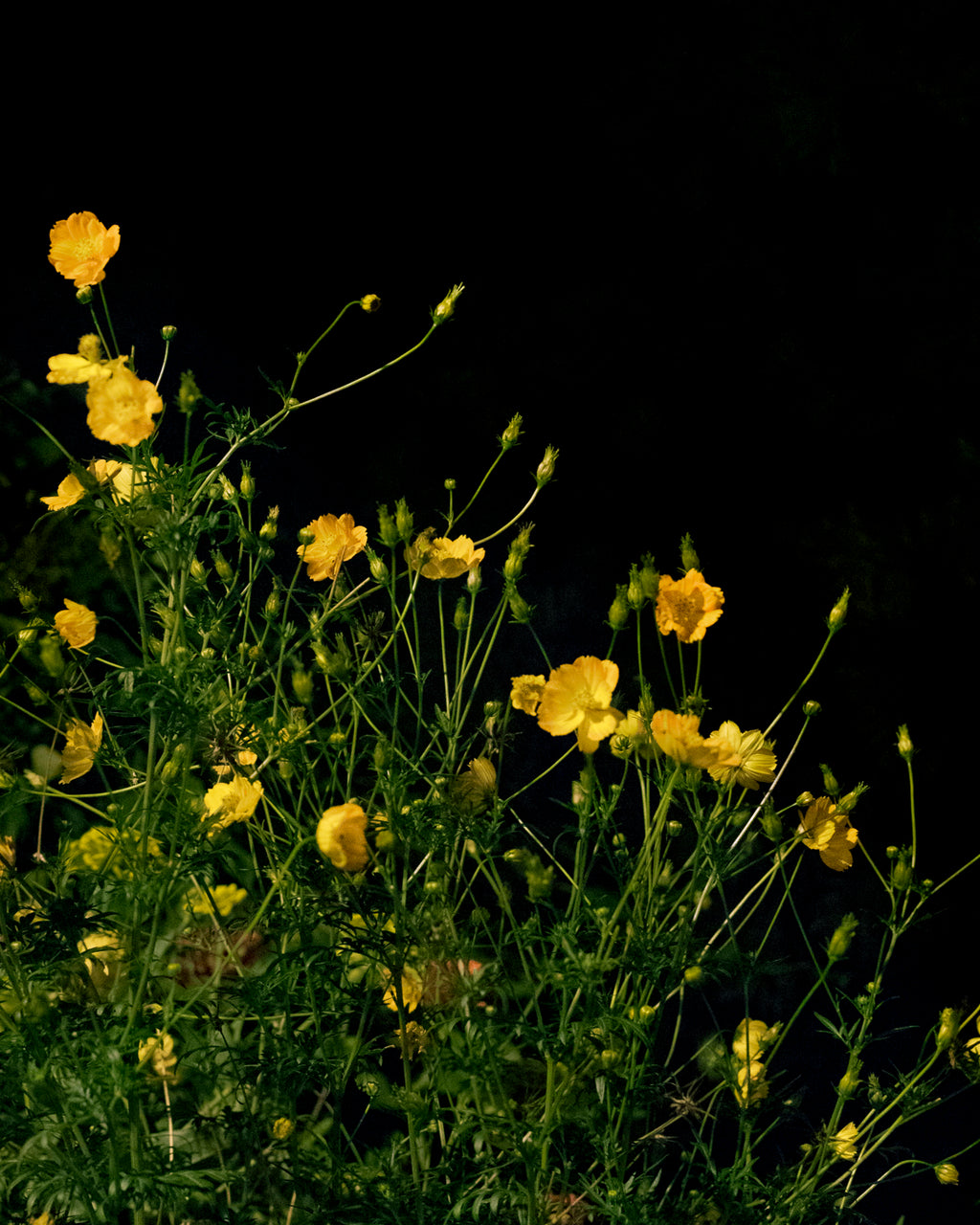 Photography by Anna Beeke titled "Midnight in the Garden #32" - 5.