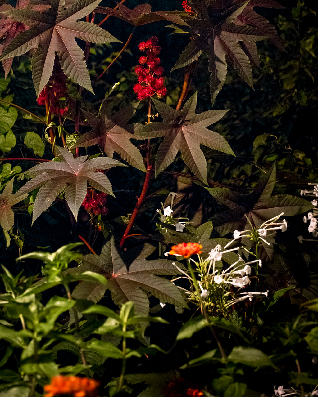 Photography by Anna Beeke titled "Midnight in the Garden #40" - 5.