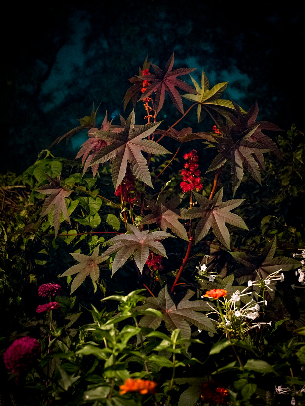 Photography by Anna Beeke titled "Midnight in the Garden #40" - 2.
