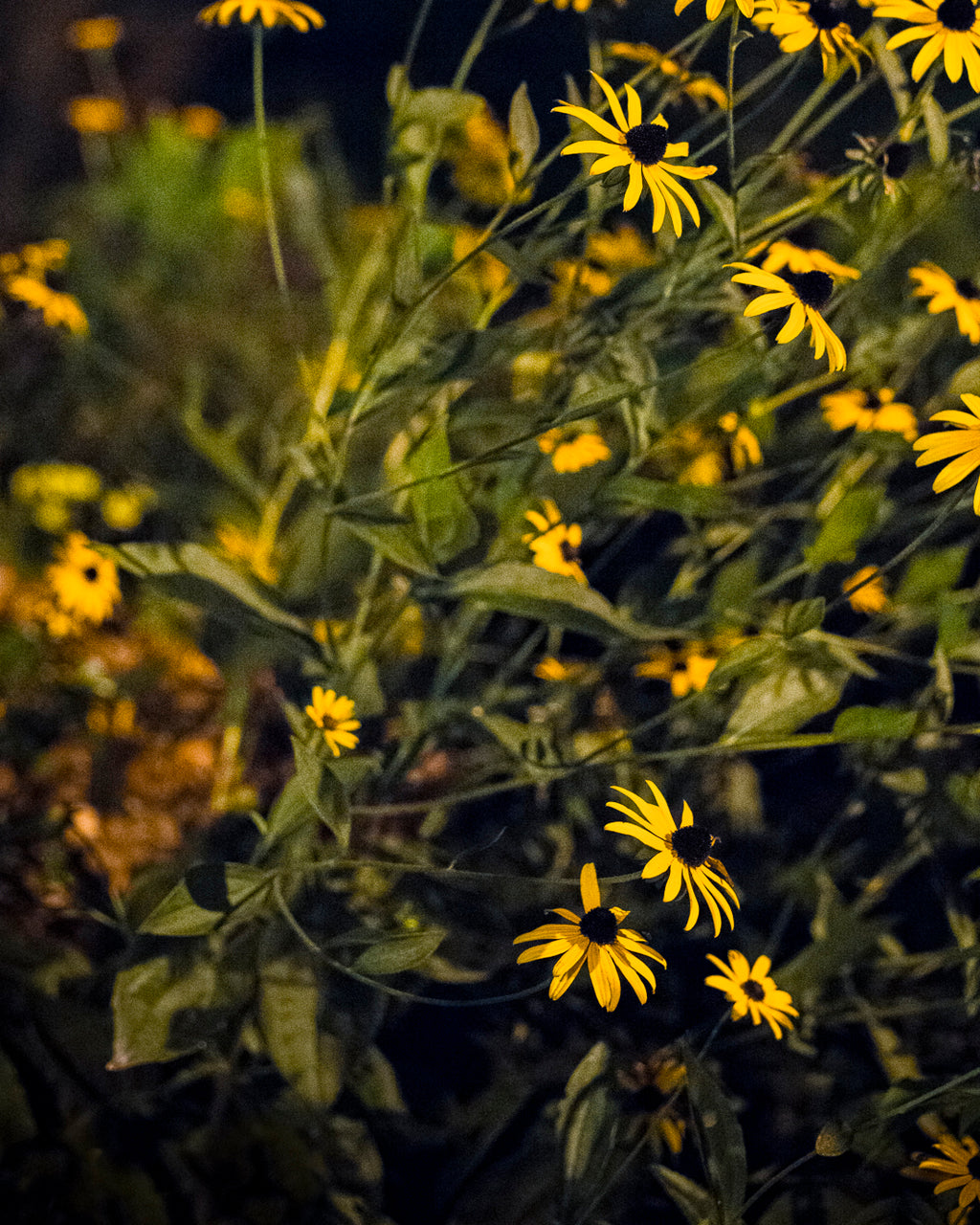 Photography by Anna Beeke titled "Midnight in the Garden #46" - 5.