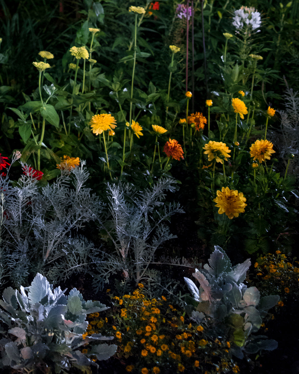 Photography by Anna Beeke titled "Midnight in the Garden #82" - 5.