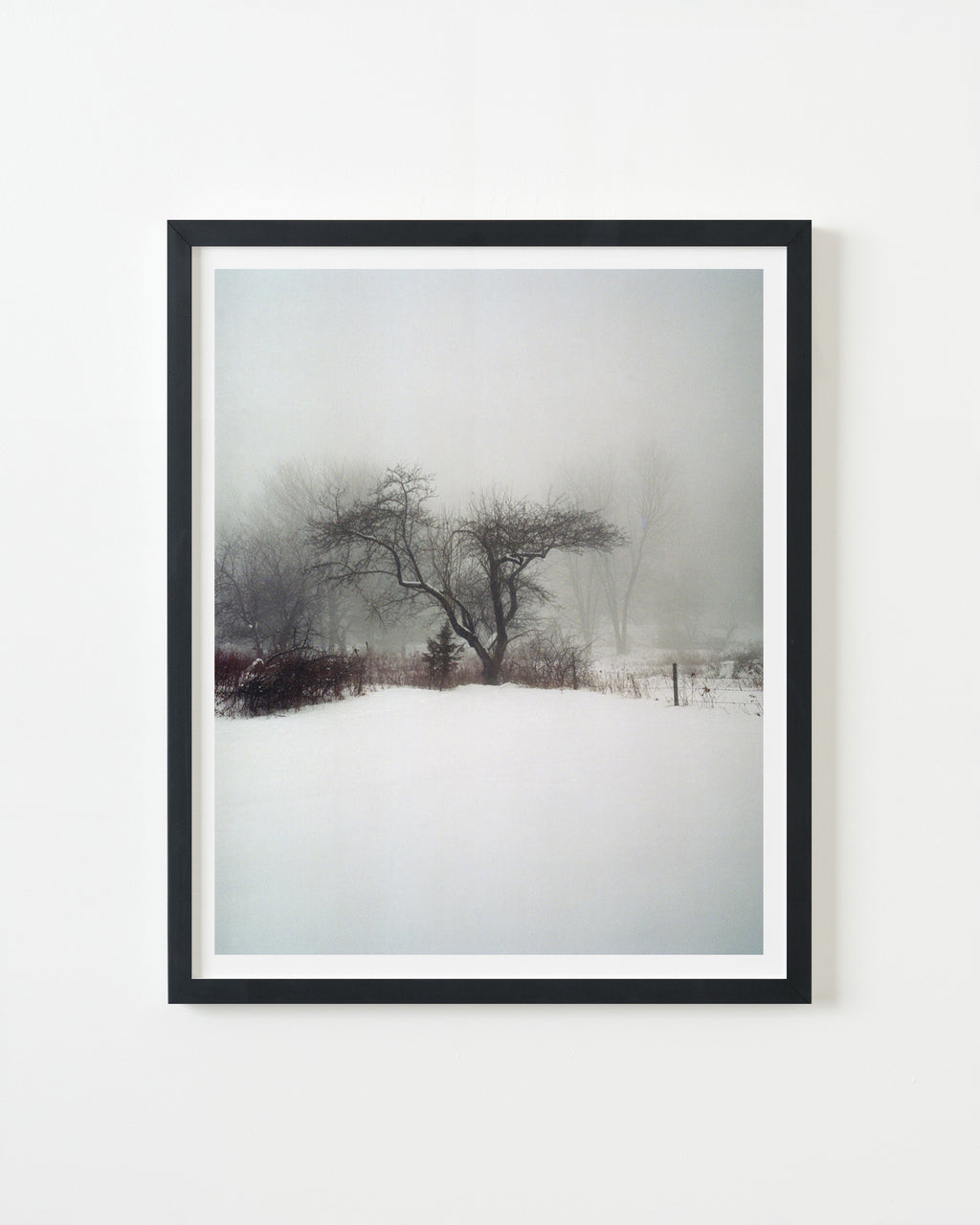 Photography by Nick Meyer titled "Apple Tree In Fog and Snow" - 3.