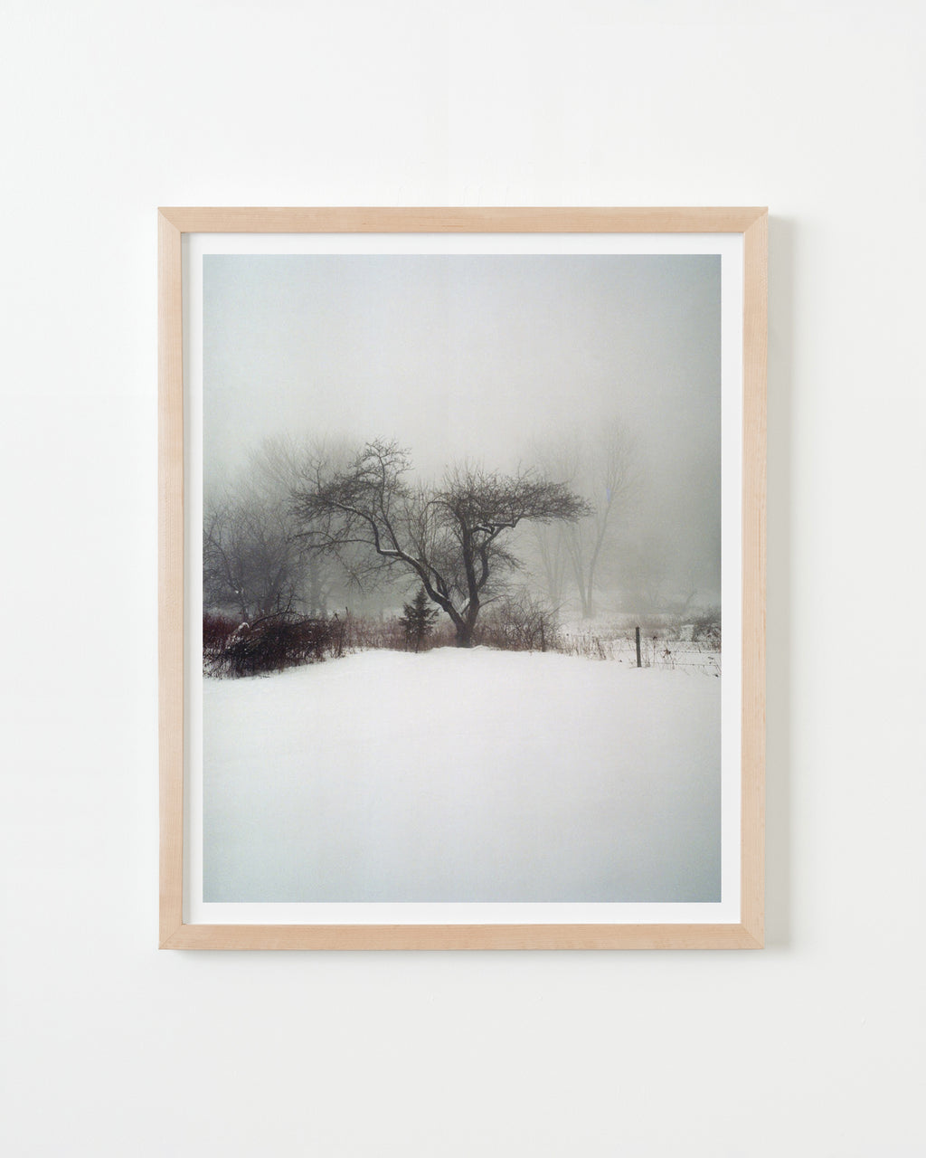 Photography by Nick Meyer titled "Apple Tree In Fog and Snow" - 4.