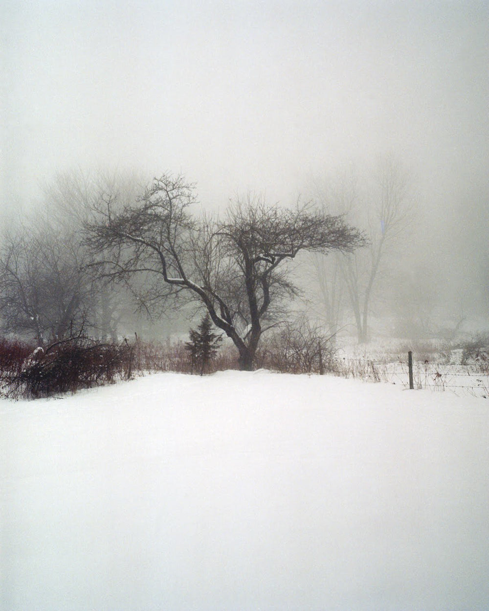 Photography by Nick Meyer titled "Apple Tree In Fog and Snow" - 2.