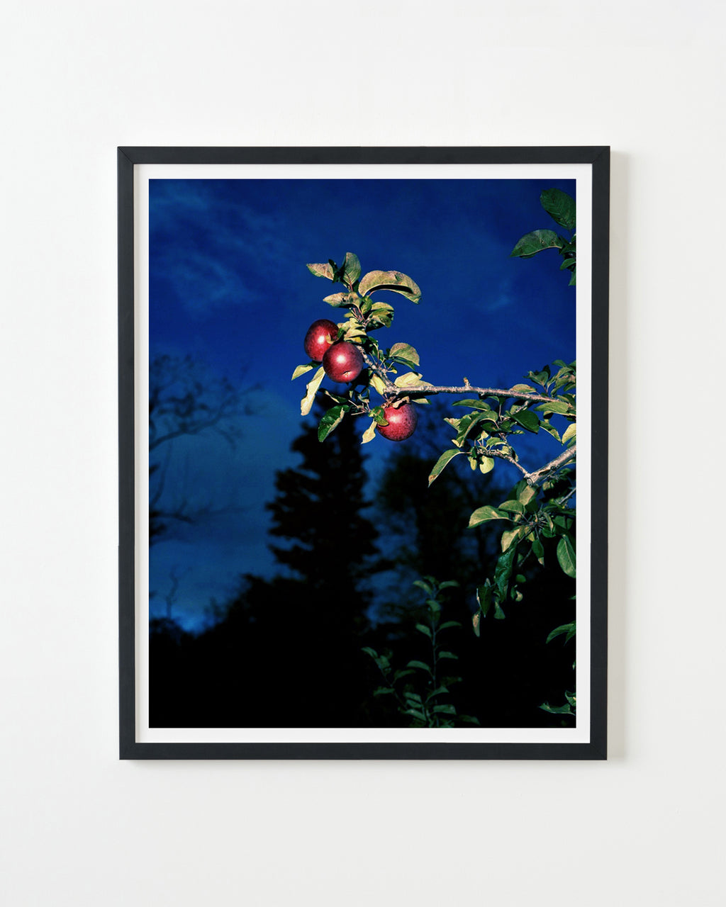 Photography by Nick Meyer titled "Apples, Burlington" - 3.