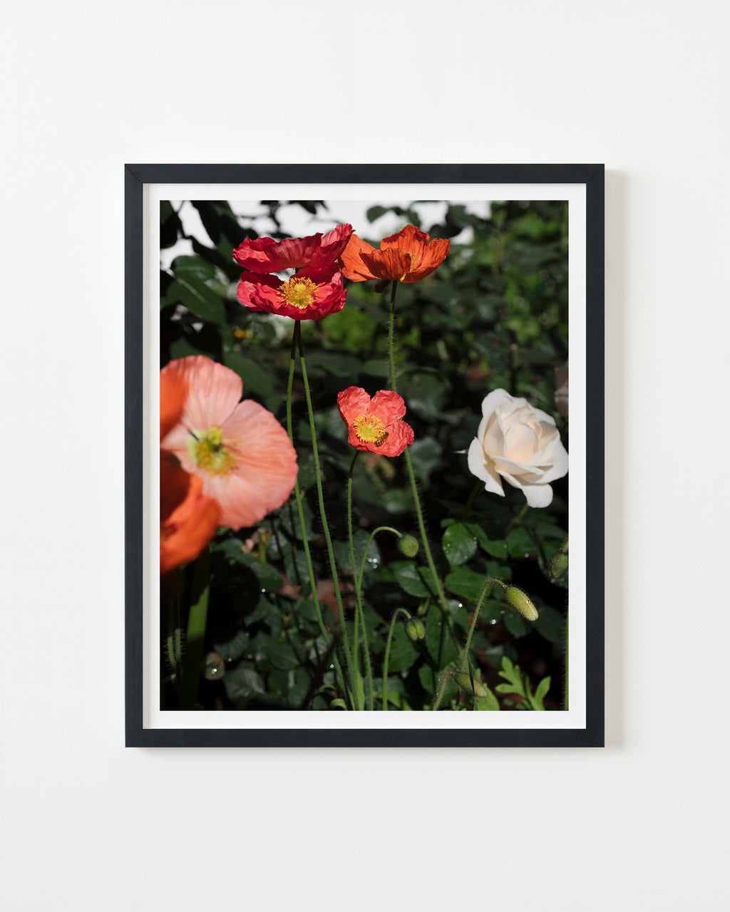 Photography by Nick Meyer titled "Poppys and Bee" - 3.