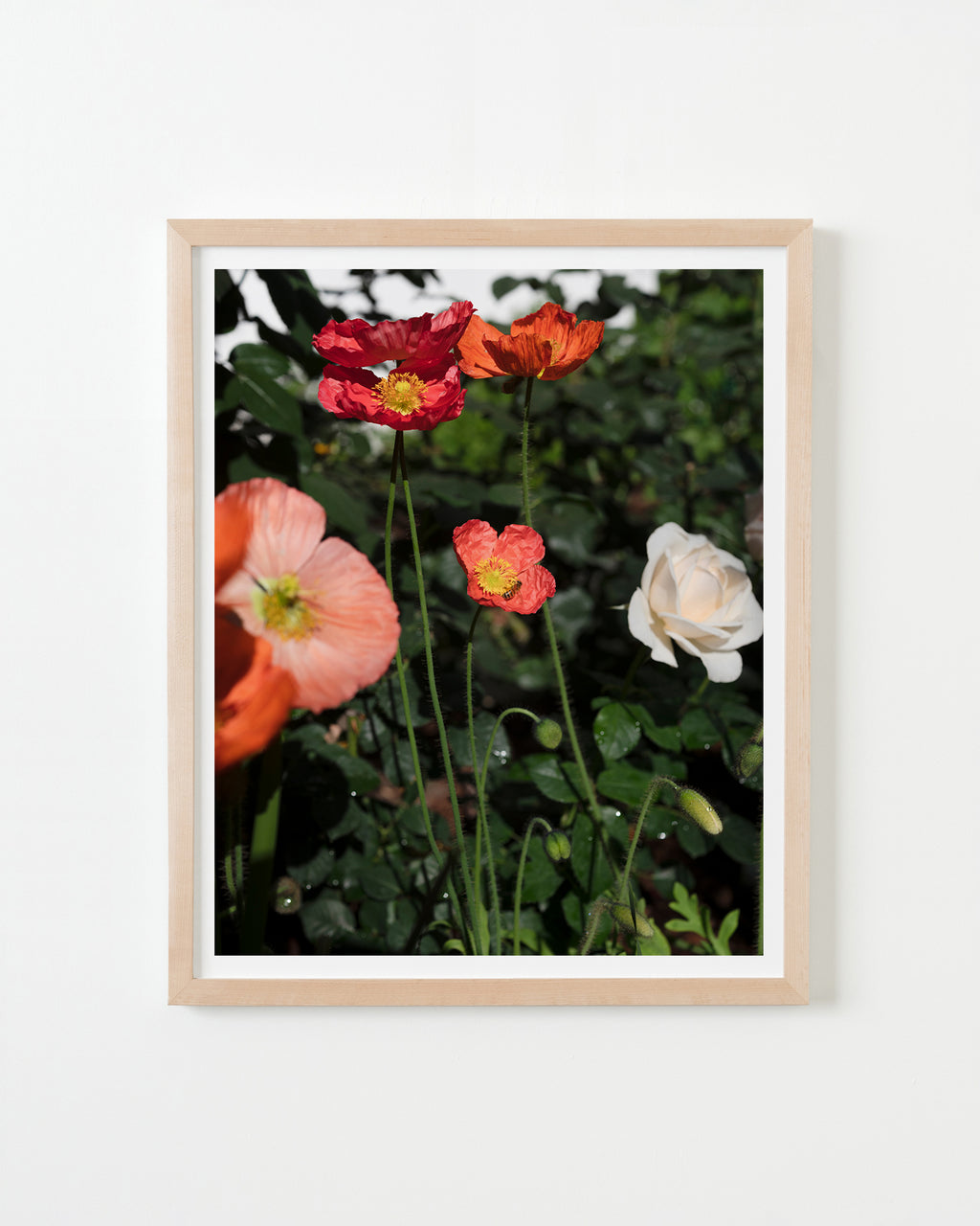 Photography by Nick Meyer titled "Poppys and Bee" - 4.