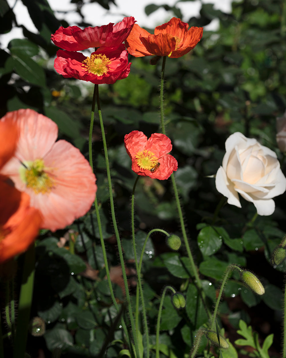 Photography by Nick Meyer titled "Poppys and Bee" - 2.