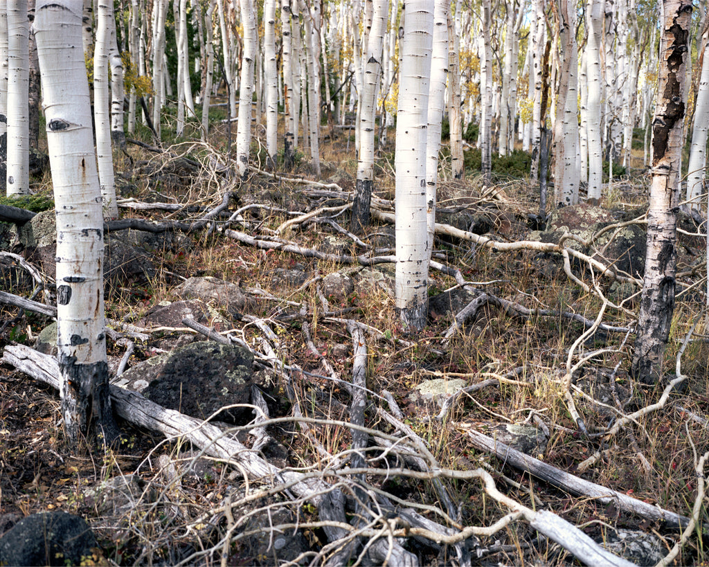 Photography by Rachel Sussman titled "Pando, Clonal Colony of Quaking Aspens #0906-4711 (80,000 years old; Fish Lake," - 2.