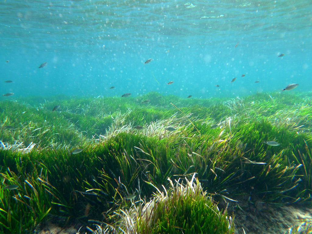 Photography by Rachel Sussman titled "Posidonia Oceania Sea Grass #0910-0735 (100,000 years old; Balearic Islands, Spa" - 2.