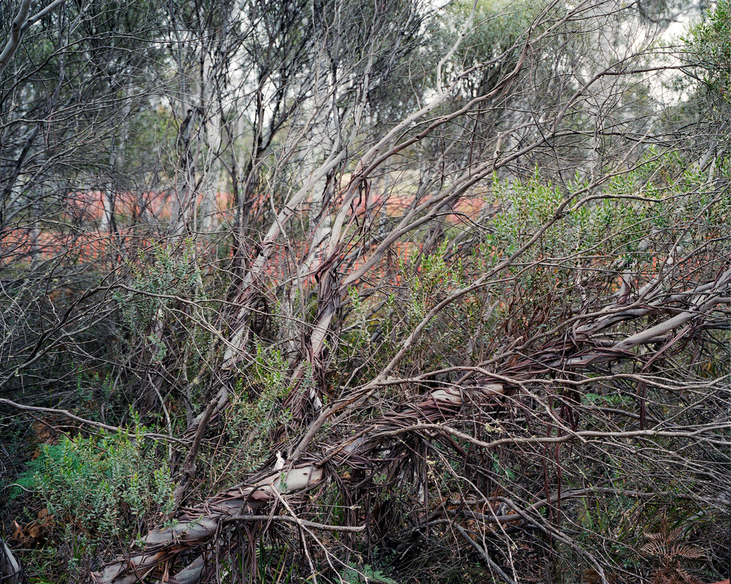 Photography by Rachel Sussman titled "Rare Eucalyptus (species redacted for protection) #1211-2233 (13,000 years old," - 2.