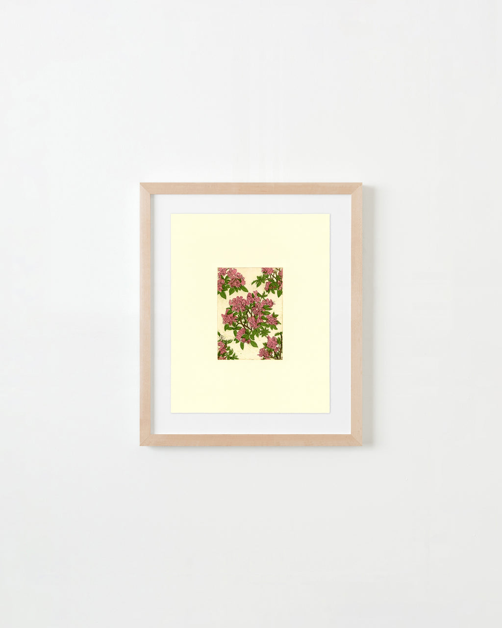 Rhododendron (Wallpaper Proposal) - Ruben Castillo