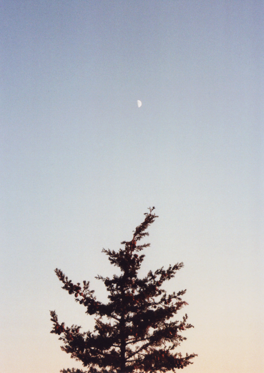 Photography by Ryan James MacFarland titled "Daymoon & Evergreen" - 2.