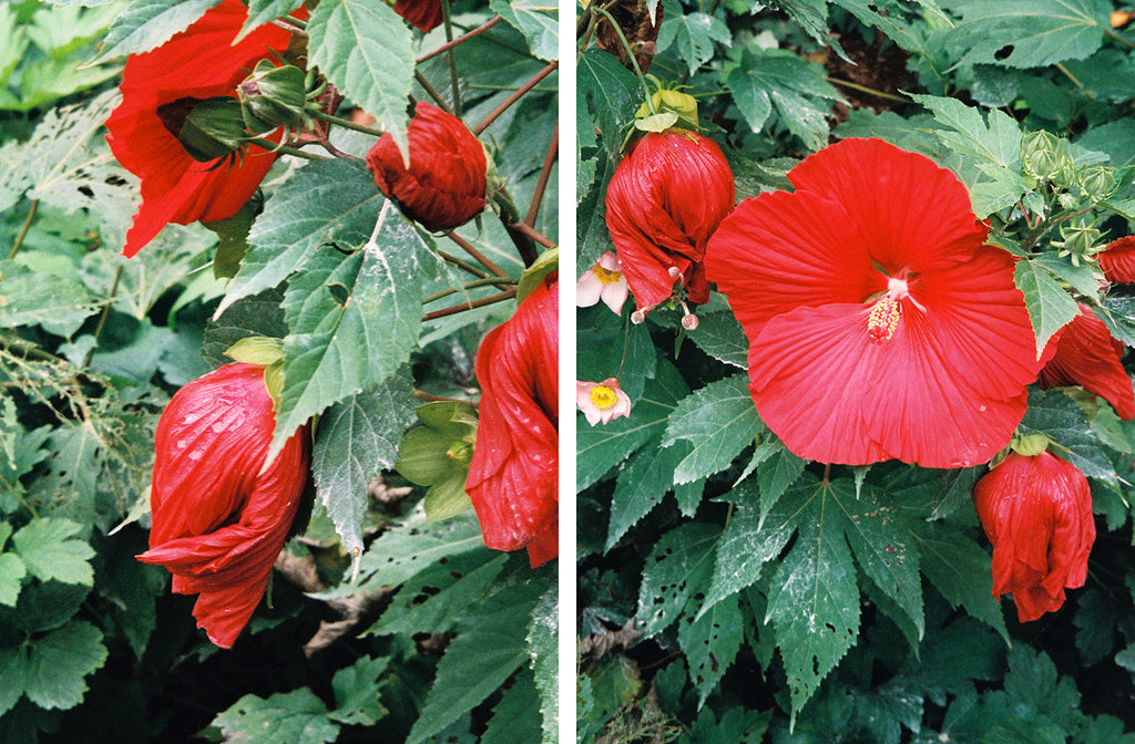 Photography by Ryan James MacFarland titled "Dilemma (Hibiscus)" - 2.