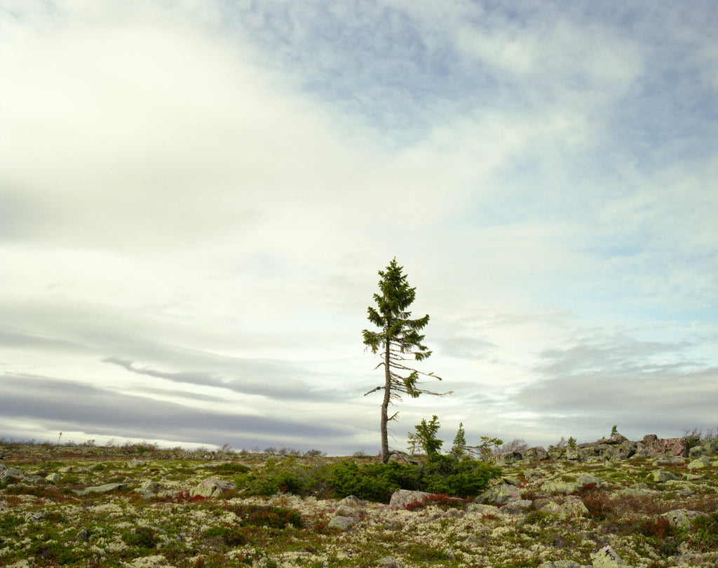 Photography by Rachel Sussman titled "Spruce Gran Picea #0909-11A07 (9,550 years old; Fulufjället, Sweden)" - 2.