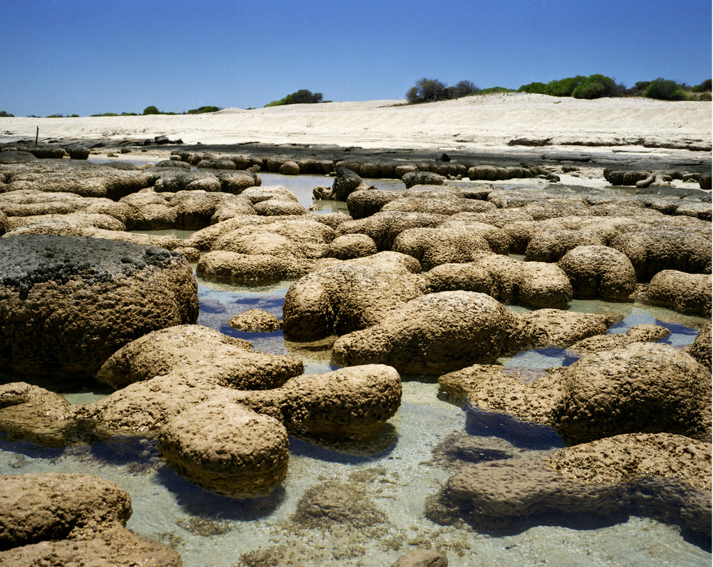 Photography by Rachel Sussman titled "Stromatolites #1211-0316 (2,000 - 3,000 years old; Carbla Station, Western Austr" - 2.
