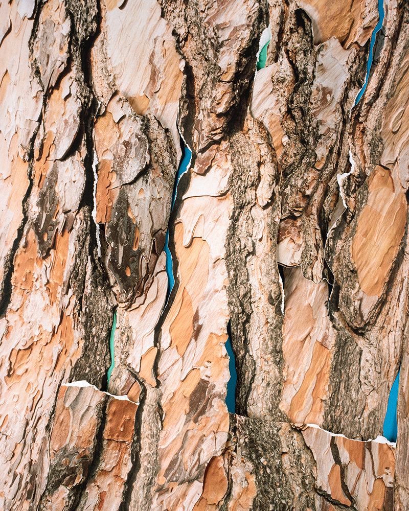 Photography by Teresa Christiansen titled "Conflate" - 2.