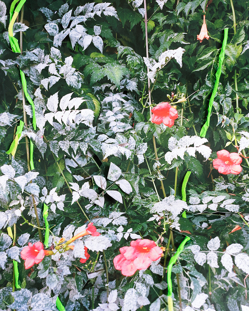 Photography by Teresa Christiansen titled "Rupture" - 2.