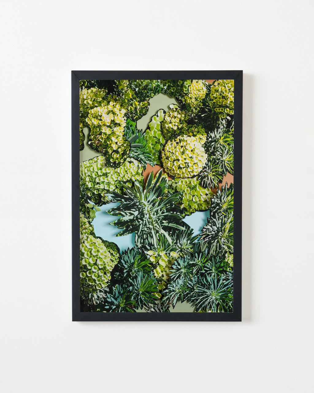 Photography by Teresa Christiansen titled "Euphorbia" - 3.