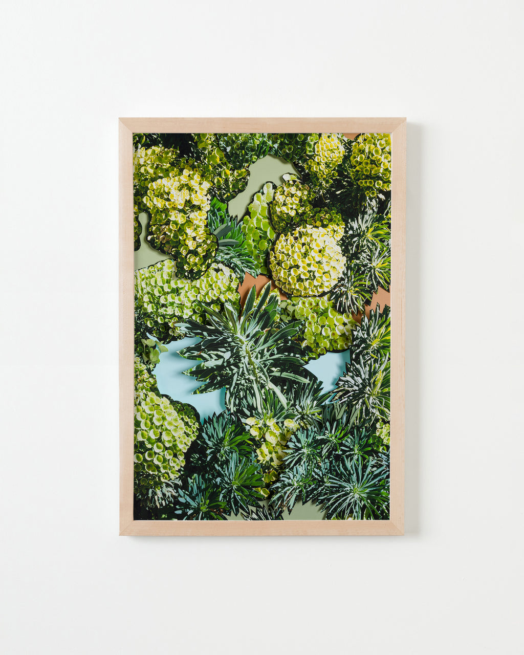 Photography by Teresa Christiansen titled "Euphorbia" - 4.