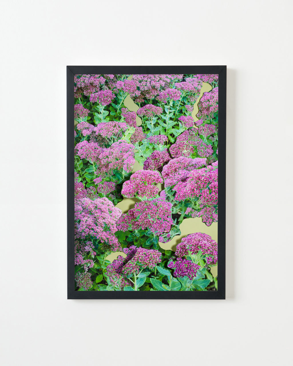 Photography by Teresa Christiansen titled "Sedum" - 3.