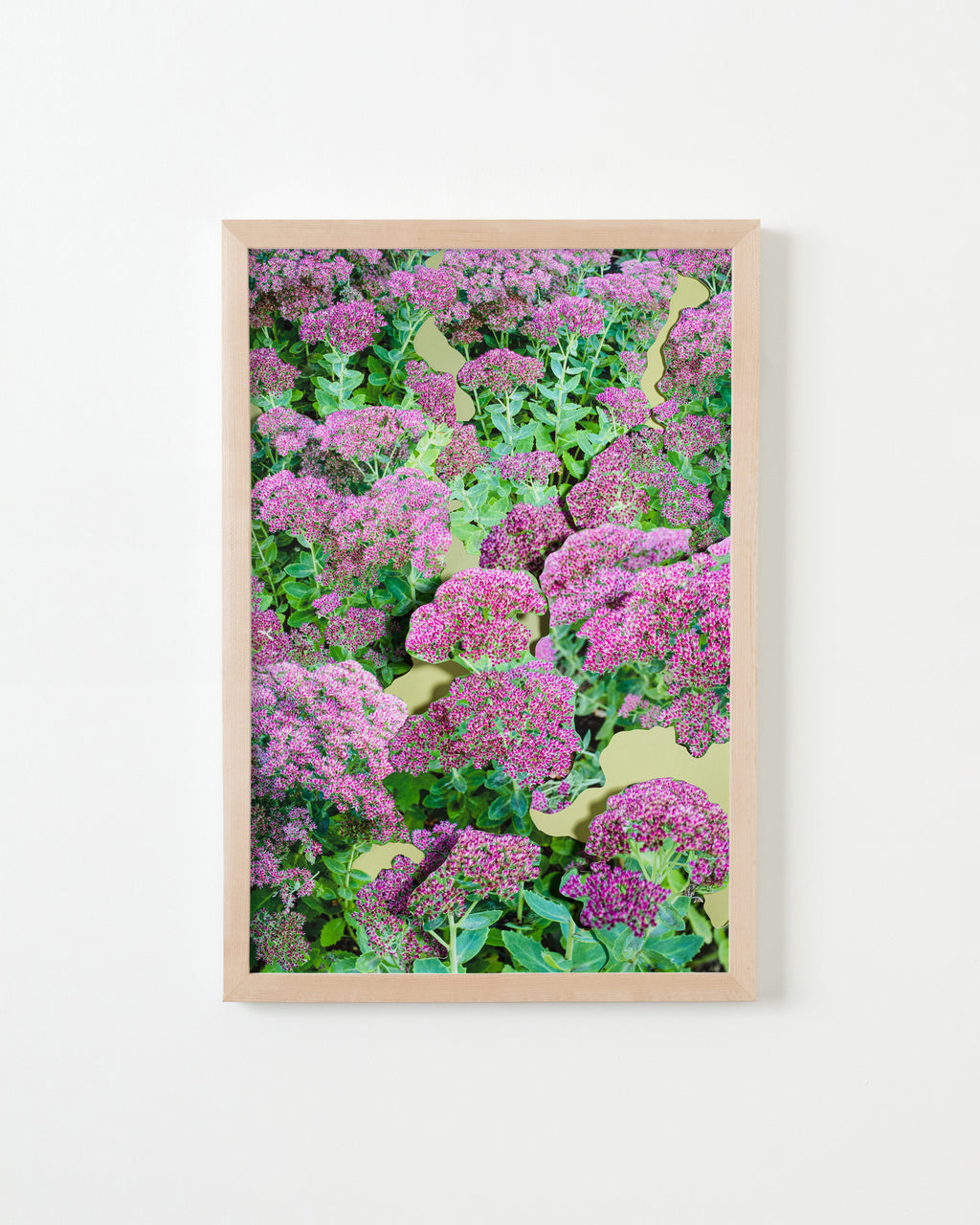 Photography by Teresa Christiansen titled "Sedum" - 4.