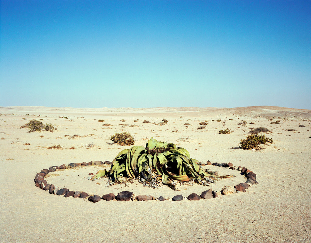 Photography by Rachel Sussman titled "Welwitschia Mirabilis #0707-6724 (2,000 years old; Namib Naukluft Desert, Namibi" - 2.