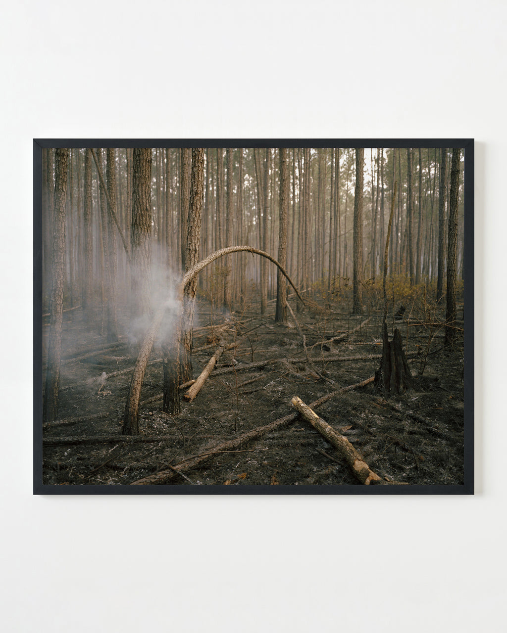 Photography by Anna Beeke titled "Burning Bough" - 3.