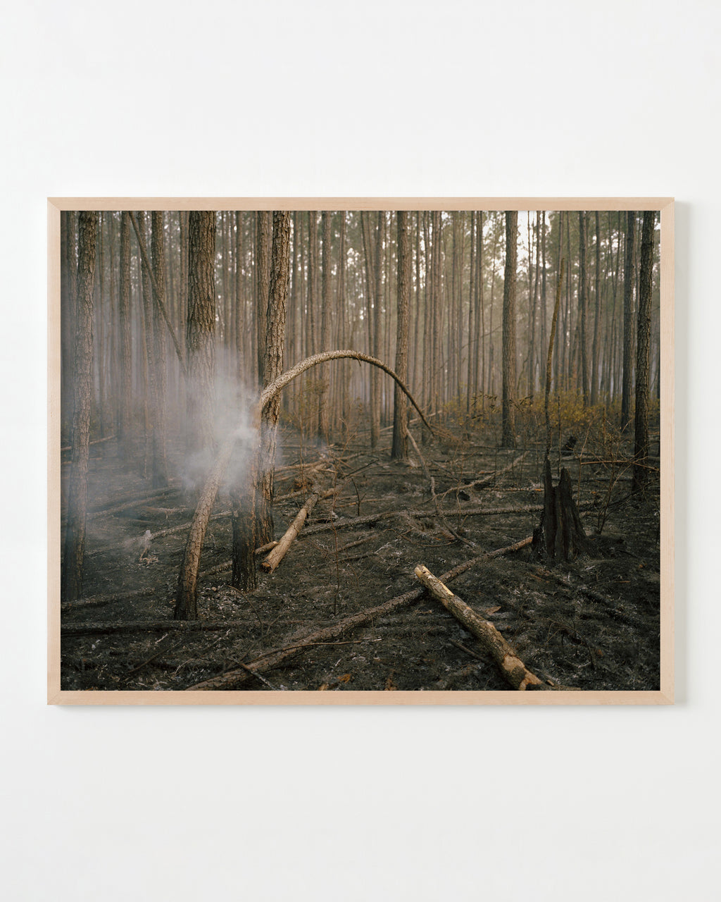 Photography by Anna Beeke titled "Burning Bough" - 4.