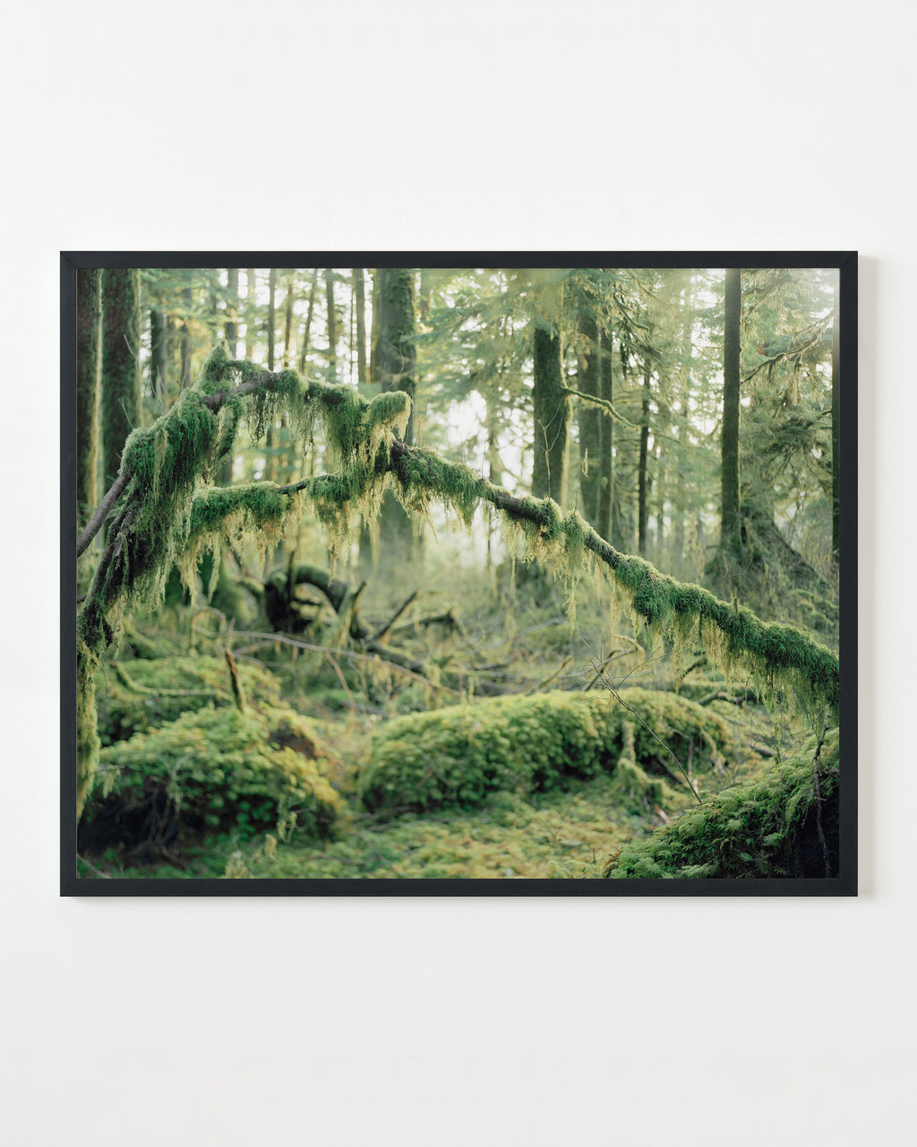 Photography by Anna Beeke titled "Mosses" - 3.