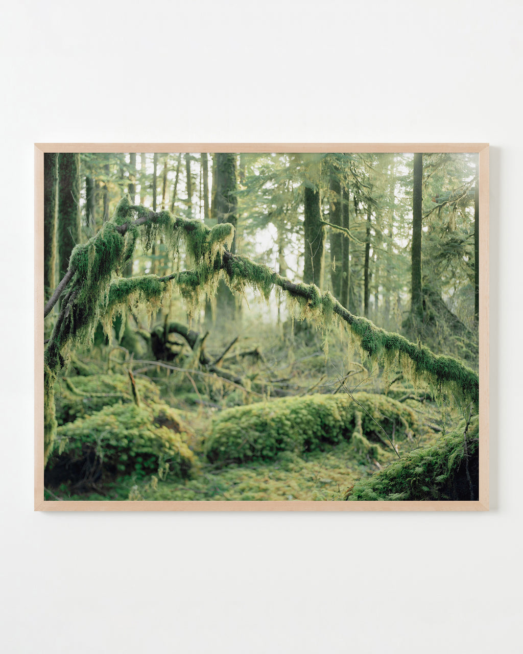 Photography by Anna Beeke titled "Mosses" - 4.