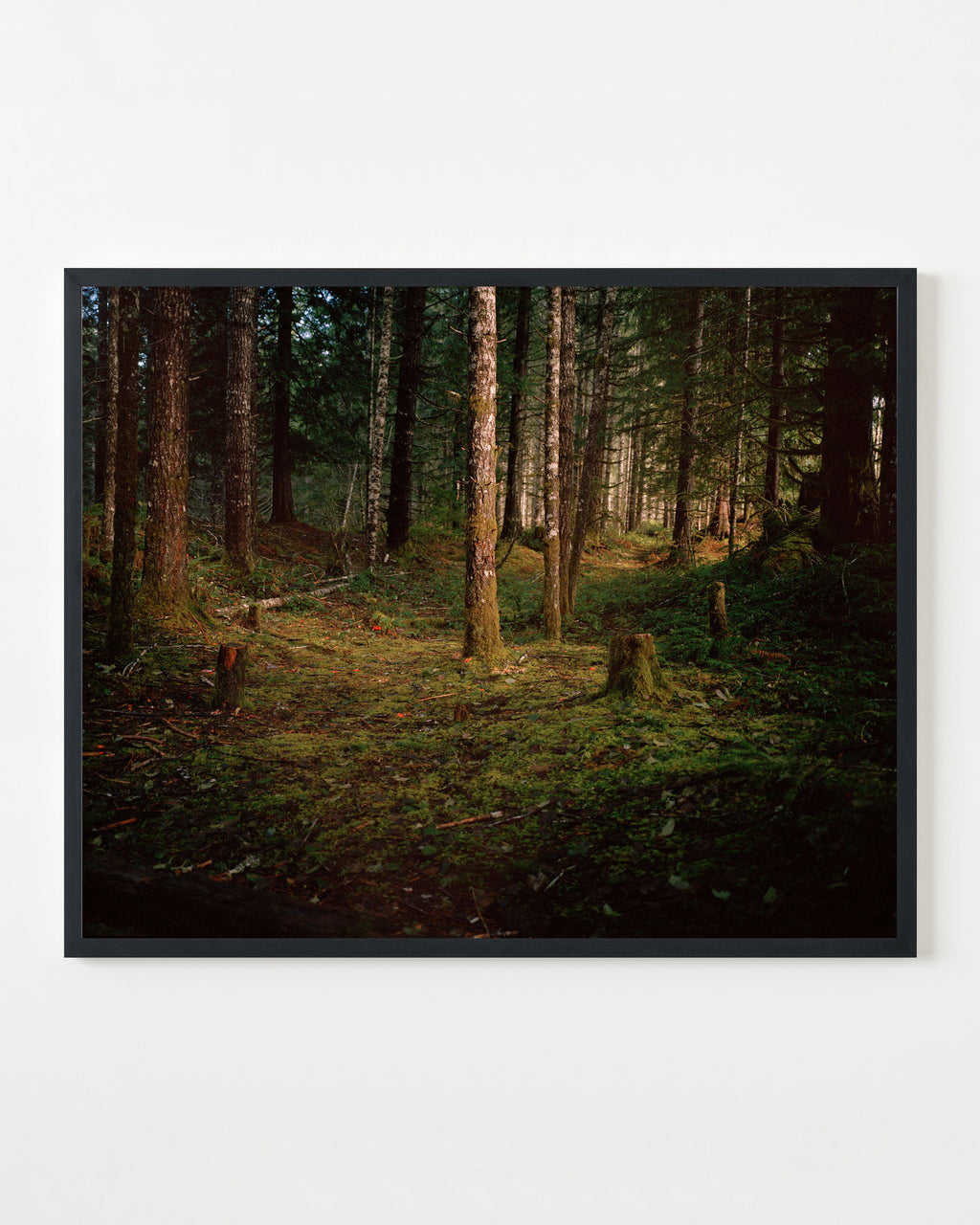 Photography by Anna Beeke titled "Windfall II" - 3.