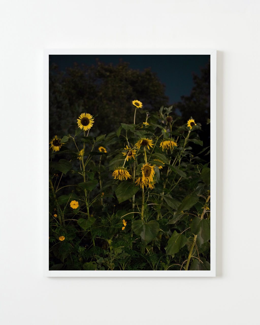 Photography by Anna Beeke titled "Midnight in the Garden #123" - 4.