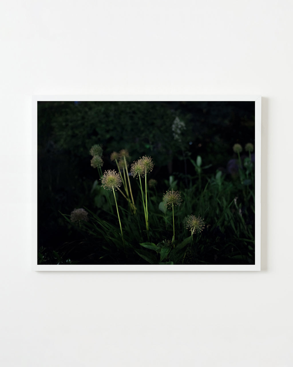 Photography by Anna Beeke titled "Midnight in the Garden #190" - 4.
