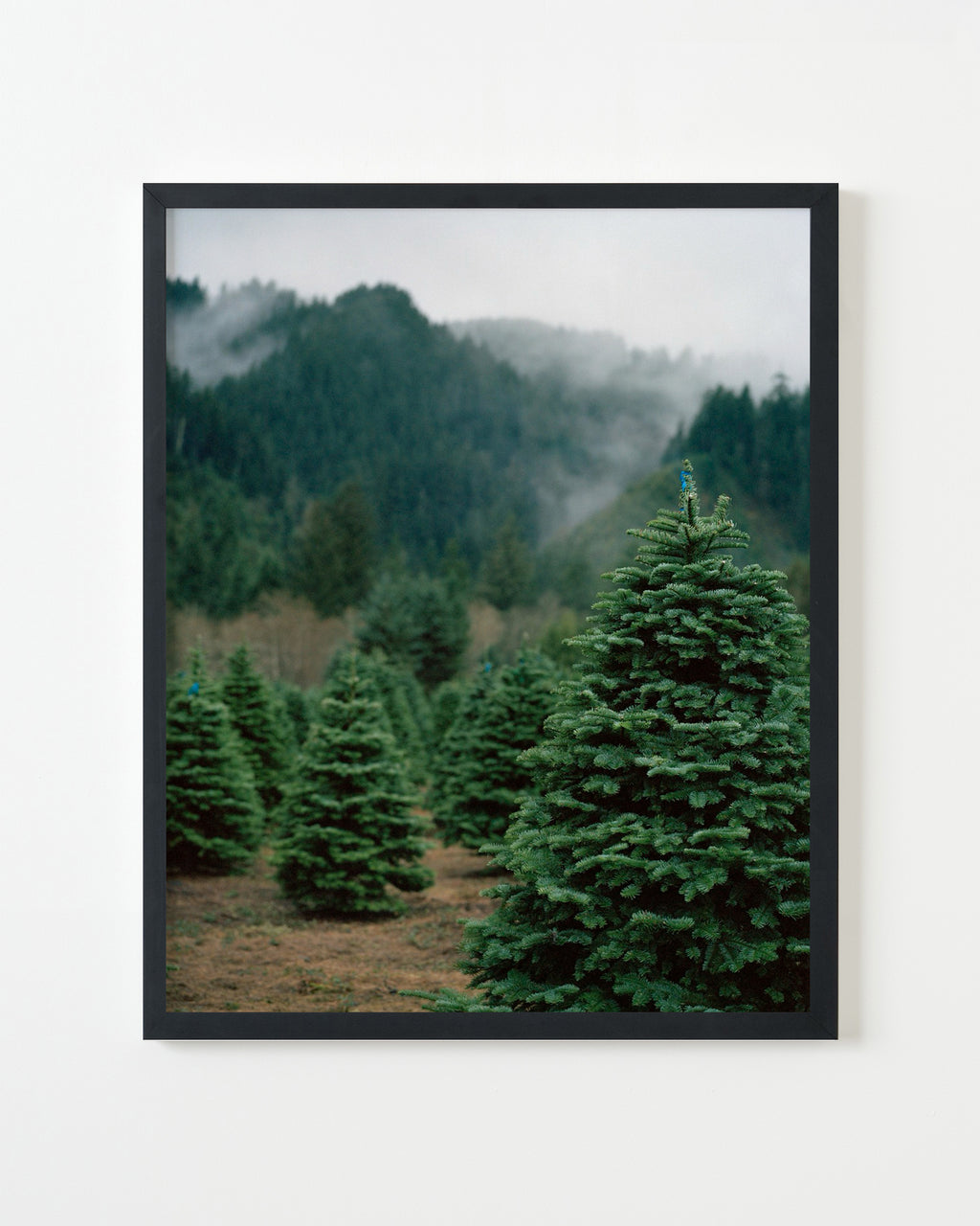 Photography by Anna Beeke titled "Sentinels" - 3.