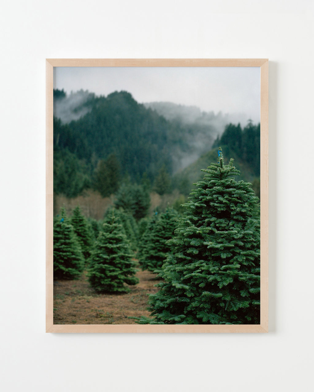 Photography by Anna Beeke titled "Sentinels" - 4.