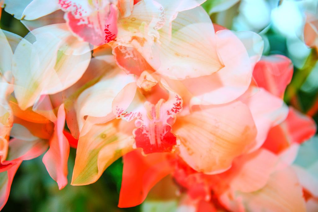 Photography by Dolly Faibyshev titled "Counting Flowers on the Wall" - 2.