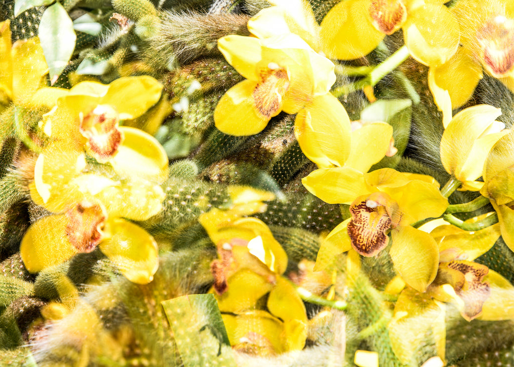 Photography by Dolly Faibyshev titled "Crazy in the Sunlight" - 2.