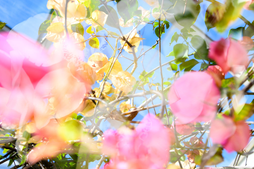 Photography by Dolly Faibyshev titled "Filigree on Leaf and Vine" - 2.
