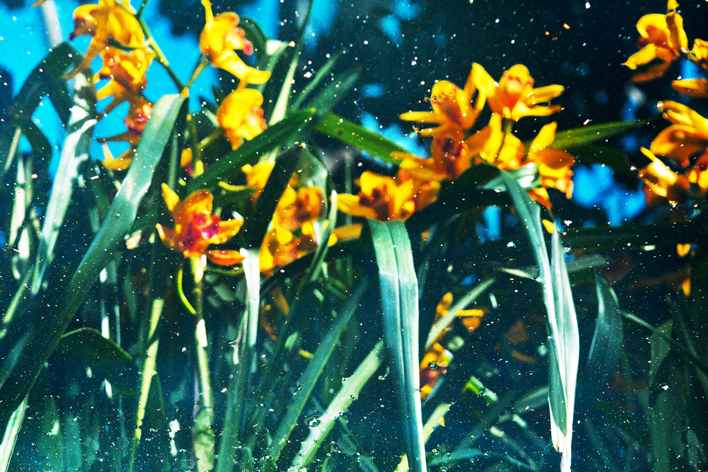 Photography by Dolly Faibyshev titled "Ladies of the Canyon" - 2.