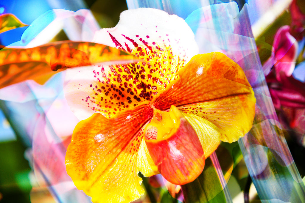 Photography by Dolly Faibyshev titled "Painted Wings" - 2.