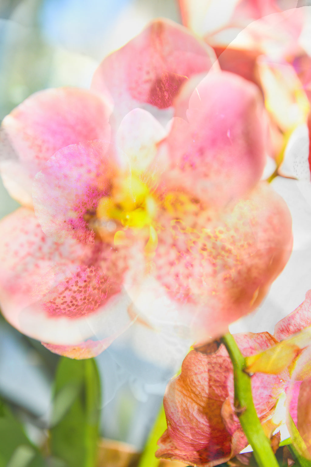 Photography by Dolly Faibyshev titled "She is a Flower that Grows" - 2.