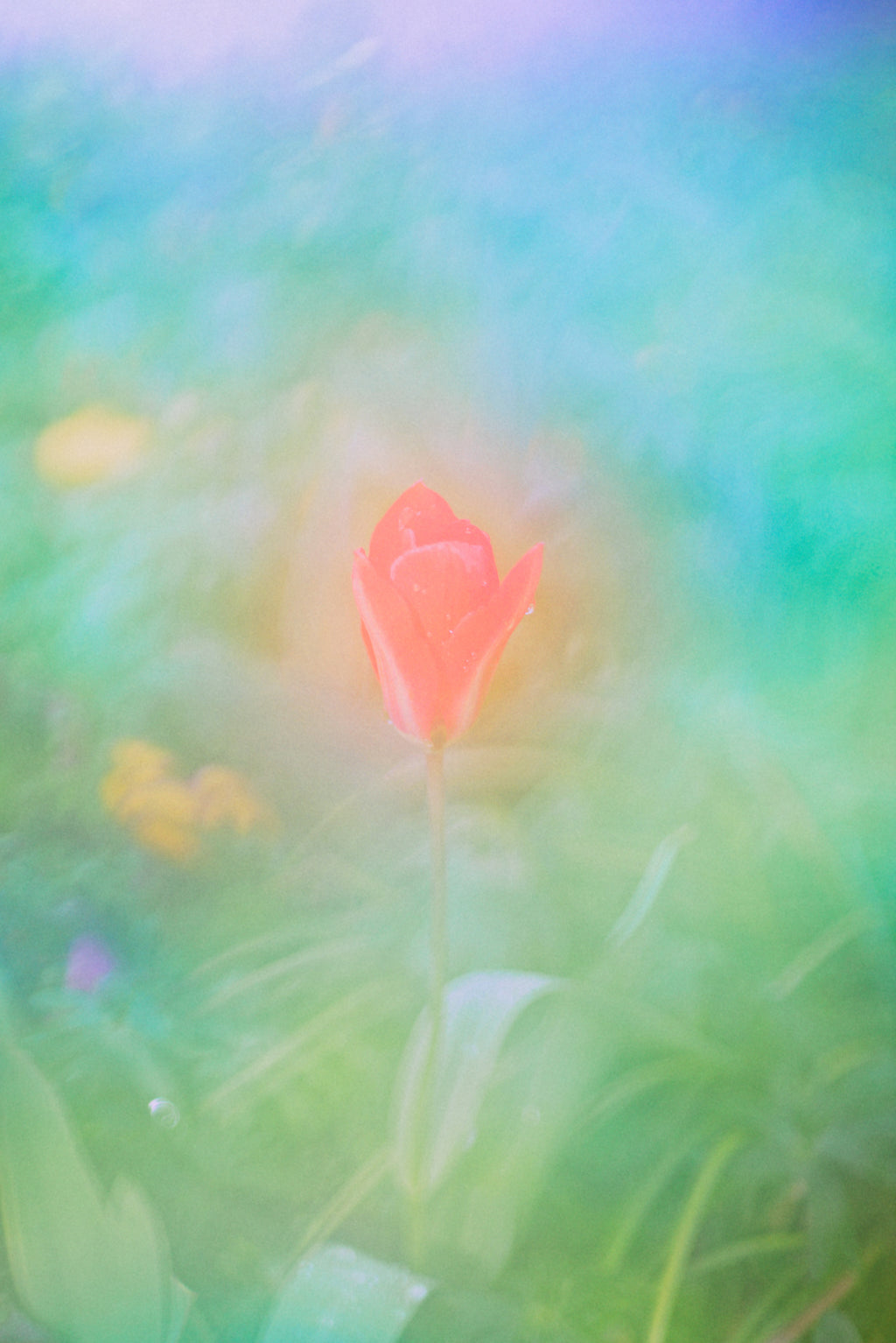 Photography by Jordan Sullivan titled "The Autumns of Spring 15" - 2.